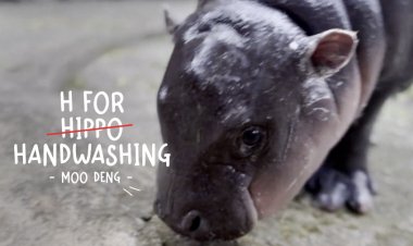 Viral Hippo Moo Deng Joins Lifebuoy’s Mission to Promote Handwashing