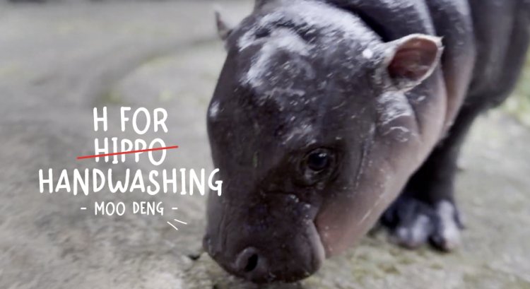 Viral Hippo Moo Deng Joins Lifebuoy’s Mission to Promote Handwashing