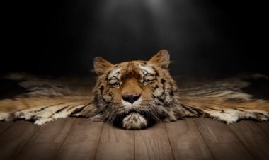 “Ray the Rug” Roars: A Bold Call for Tiger Conservation