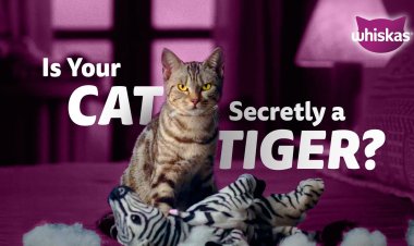 Whiskas Roars Loudly: Unleashing the Hidden Tiger Within Every Cat
