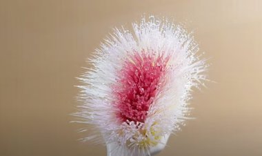 Colgate Unveils Discovery: Revolutionizing Oral Care with Breakthrough Innovation