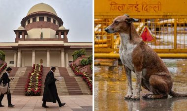 Stray Dogs Get Sterilised, Returned Home, with Feeding Zones Ordered