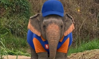From Cute Elephant To Viral Marketing: How Brands Are Jumping On The Internet’s Latest Obsession