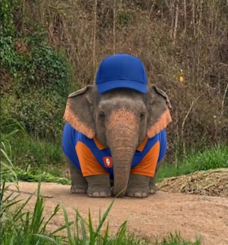 From Cute Elephant To Viral Marketing: How Brands Are Jumping On The Internet’s Latest Obsession